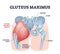 Gluteus maximus muscle as medical hip and leg medical anatomy outline diagram