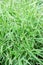 Glyceria maxima Variegata, long-term grass, ornamental grass, selective focus. nature wallpaper