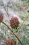 Glycyrrhiza echinata, Fabaceae.