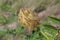 Glycyrrhiza echinata - wild plant