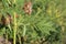 Glycyrrhiza echinata - wild plant