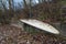 GlÃ¼cksburg,  Germany, January 01, 2020: An old surfboard lies neglected on a beach