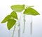 GM plant seedlings in test tubes