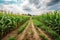 gmo crop field, with rows of vibrant and healthy plants