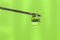 GMO in food. Genetically modified foods. Macro needle and drop with the inscription GMO on green background.