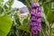 GMO genetically modified banana tree with violet fruits