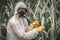 GMO scientist in coveralls genetically modifying corn maize