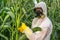 GMO scientist in coveralls genetically modifying corn maize
