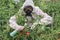 GMO scientist genetically modifying tomato with spray