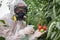 GMO scientist genetically modifying tomato with spray