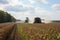 gmo soybean fields, with harvest in progress