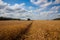 gmo soybean fields, with harvest in progress