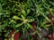 Gnaphalium uliginosum or marsh cudweed is an annual plant found on damp, disturbed ground and tracks. It is very widespread across