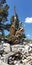 Gnarled Ancient Bristlecone Pine Tree with Blue Sky in Nevada Mountains