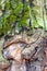 Gnarled bark on mature trunk of oak tree close up