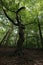 Gnarled beech against the sky