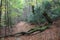 Gnarled beech tree