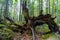 gnarled branches and roots of an upturned tree.