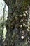 Gnarled Burrs on Ancient Oak Tree, Norfolk, England, UK