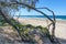 Gnarled cedar trees and sea grapes frame a view of the ocean and a wide beach with a few people sunbathing an walking on the sand