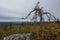 Gnarled dead dry tree on mystical mountain Vottovaara in Karelia during the golden autumn.