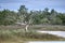 Gnarled dead tree skeleton in salt marsh, Pickney Island National Wildlife Refuge, USA