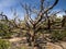 Gnarled Desert Tree, Close Up