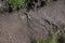 Gnarled exposed heather roots on Cornish moorland