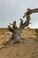 Gnarled Giant juniper trees twisted by strong winds. Trunks creep on the ground. El Sabinar, Island of El Hierro