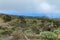 Gnarled Giant juniper trees twisted by strong winds. Trunks creep on the ground. El Sabinar, Island of El Hierro