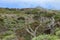 Gnarled Giant juniper trees twisted by strong winds. Trunks creep on the ground. El Sabinar, Island of El Hierro