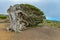 Gnarled Giant juniper trees twisted by strong winds. Trunks creep on the ground. El Sabinar, Island of El Hierro