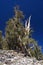 A gnarled Great Basin Bristlecone Pine tree lives at high altitude in extreme conditions.