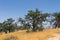 Gnarled Green Oak Tree