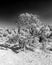 Gnarled juniper guards the trail, in infrared