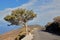 Gnarled Juniper Tree Shaped By The Wind