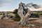 Gnarled Juniper Tree Shaped By The Wind