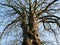 Gnarled and knotted Willow Tree in winter - low angle imposing looking