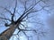 Gnarled Leafless Tree in Gloomy Sky