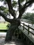 Gnarled oak tree by wooden bridge