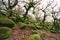 Gnarled oaks at wistmans wood