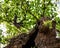 Gnarled old Oak at a hot summer day