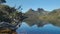 gnarled old pine tree on the shore of dove lake with cradle mountain