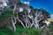 Gnarled old swamp paperbarks (Melaleuca ericifolia) in Australia