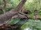 Gnarled Old Tree Growing Across Shallow River, Greece