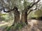 Gnarled old tree in Olive grove of Sarti, Halkidiki, Greece