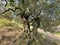 Gnarled old tree in Olive grove of Sarti, Halkidiki, Greece