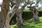 Gnarled old trees growing in a garden