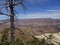 Gnarled pine at Grand Canyon, Arizona, USA