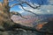 Gnarled Pine - North Rim of Grand Canyon